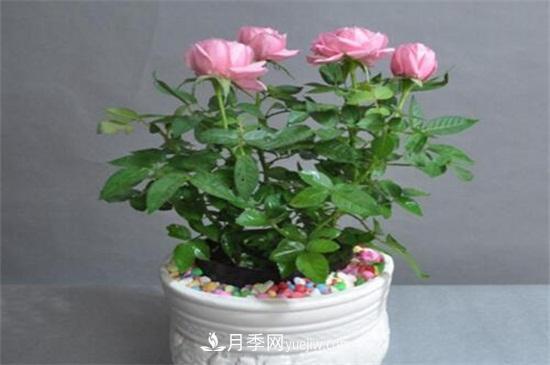 月季花可以澆茶葉水嗎？不可以(圖1)