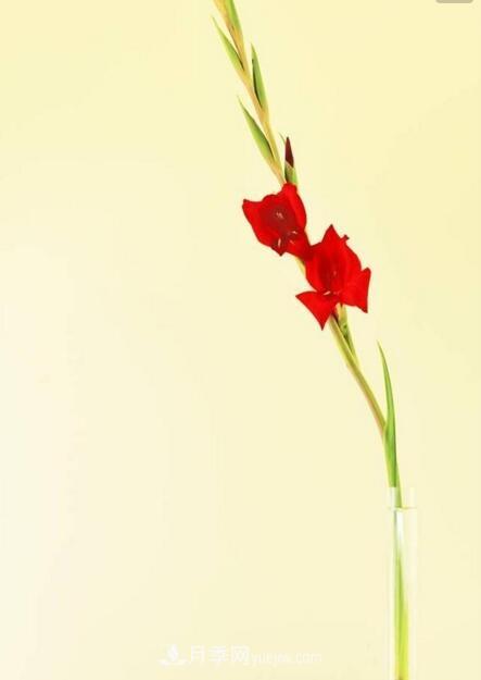 傳統(tǒng)的四大切花包括月季，菊花，康乃馨，劍蘭(圖2)