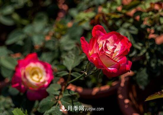傳統(tǒng)的四大切花包括月季，菊花，康乃馨，劍蘭(圖1)