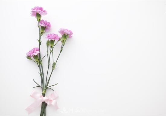 傳統(tǒng)的四大切花包括月季，菊花，康乃馨，劍蘭(圖4)