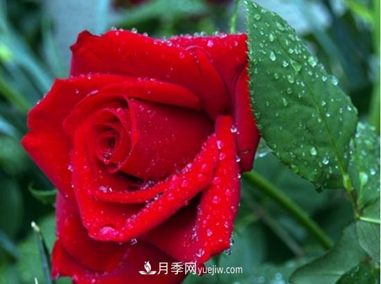 玫瑰花有哪些顏色？盤點(diǎn)十大常見玫瑰花顏色(圖1)