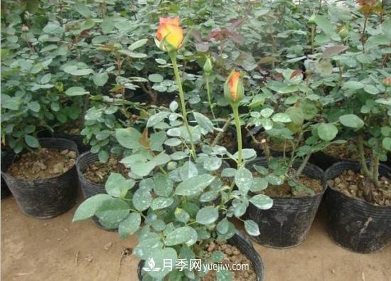 玫瑰花的繁殖方法：常用嫁接、扦插或壓條等方法繁殖(圖2)