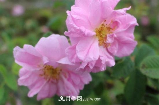 大馬士革玫瑰能吃嗎？用于制作花醬或者泡茶食用(圖2)