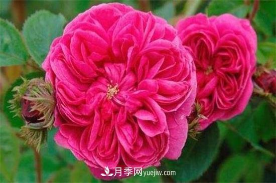 大馬士革玫瑰能吃嗎？用于制作花醬或者泡茶食用(圖1)
