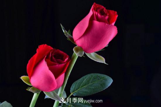 21朵玫瑰花代表什么？你是我的***愛以及真誠的愛(圖5)