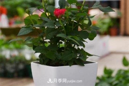盆栽玫瑰花冬天怎么養(yǎng)？盆栽玫瑰冬天養(yǎng)護方法(圖1)