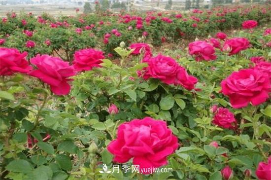 盆栽玫瑰花冬天怎么養(yǎng)？盆栽玫瑰冬天養(yǎng)護方法(圖2)
