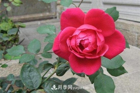 玫瑰花怎么養(yǎng)護(hù)？五步教你養(yǎng)好玫瑰花(圖3)