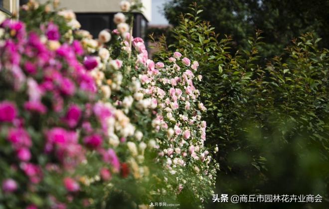 2020月季比美大賽！獲獎(jiǎng)大片欣賞！這大概是月季***美的打開方式了(圖2)