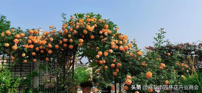 2020月季比美大賽！獲獎(jiǎng)大片欣賞！這大概是月季***美的打開方式了(圖5)