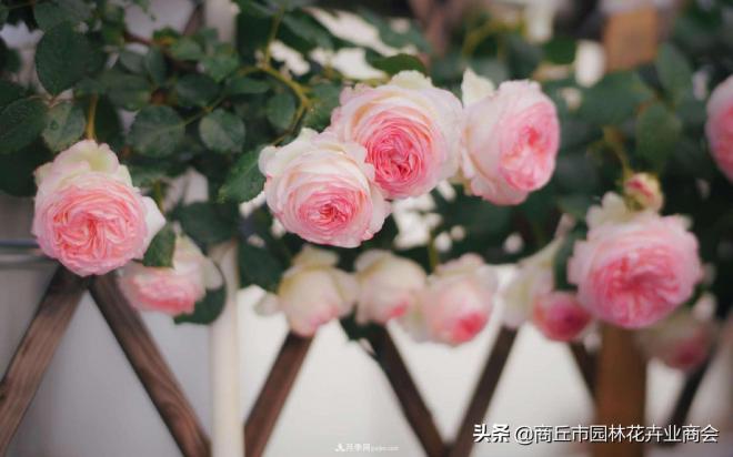 2020月季比美大賽！獲獎(jiǎng)大片欣賞！這大概是月季***美的打開方式了(圖9)