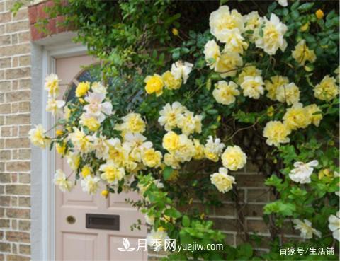 “***貴”的月季花，花朵大，顏色鮮艷，花香宜人(圖4)