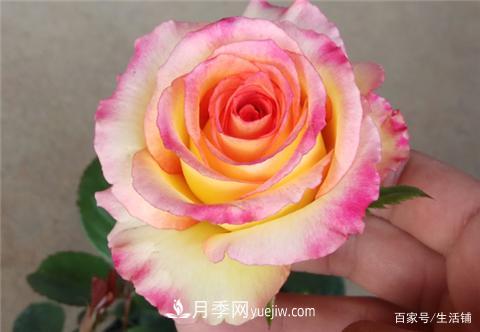 “***貴”的月季花，花朵大，顏色鮮艷，花香宜人(圖1)