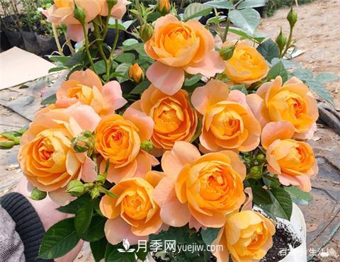 “***貴”的月季花，花朵大，顏色鮮艷，花香宜人(圖3)