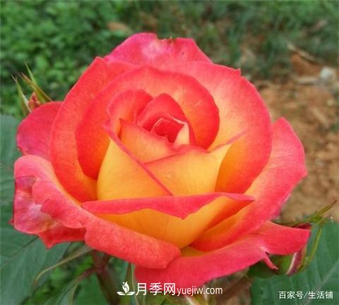 “***貴”的月季花，花朵大，顏色鮮艷，花香宜人(圖5)