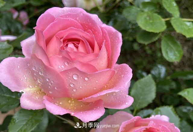銀禧慶典被稱(chēng)“***美玫瑰”，經(jīng)典大花月季品種介紹(圖1)