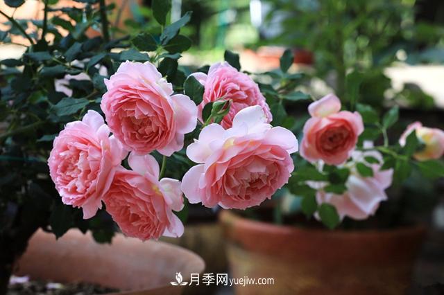 銀禧慶典被稱(chēng)“***美玫瑰”，經(jīng)典大花月季品種介紹(圖3)
