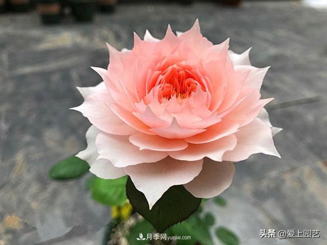 盤(pán)點(diǎn)那些比荷花還美的月季，讓荷花無(wú)路可走(圖1)