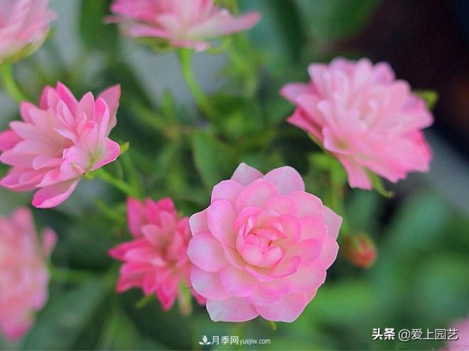 盤(pán)點(diǎn)那些比荷花還美的月季，讓荷花無(wú)路可走(圖3)