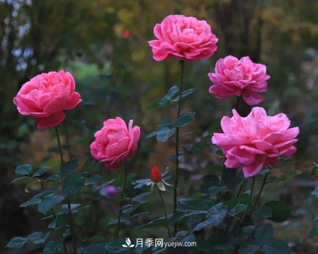 初冬，洛陽師范學院留得月季獨艷(圖4)