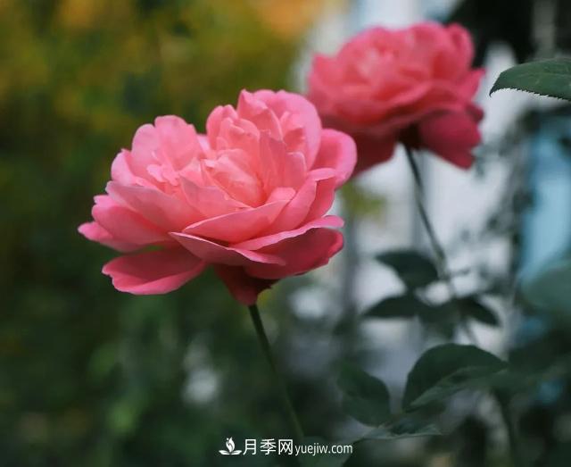 初冬，洛陽師范學院留得月季獨艷(圖3)