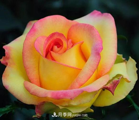 她是號稱20世紀(jì)***偉大的月季品種！拿獎拿到手軟(圖1)