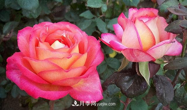無水不文章！你平時的月季澆水方法對了嗎？(圖1)