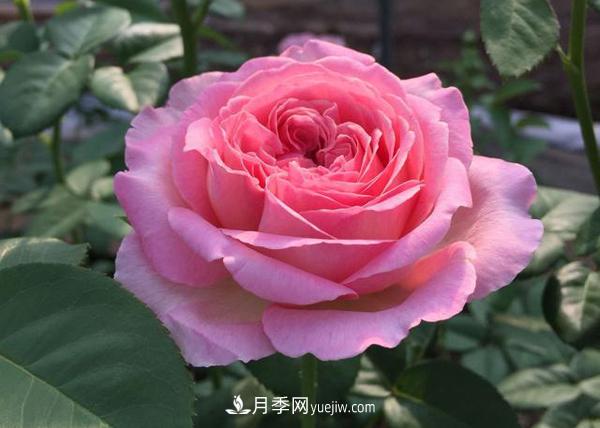 養(yǎng)壯根，才能長(zhǎng)得壯，月季日常養(yǎng)護(hù)技巧(圖1)