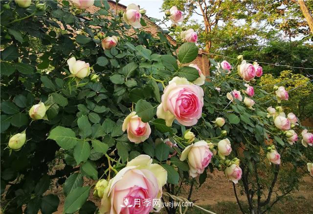月季玫瑰香味大匯總，混合味、茶香味、果香味，總有一款是你的(圖1)