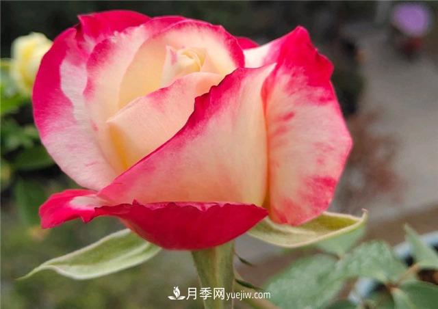 月季玫瑰香味大匯總，混合味、茶香味、果香味，總有一款是你的(圖3)