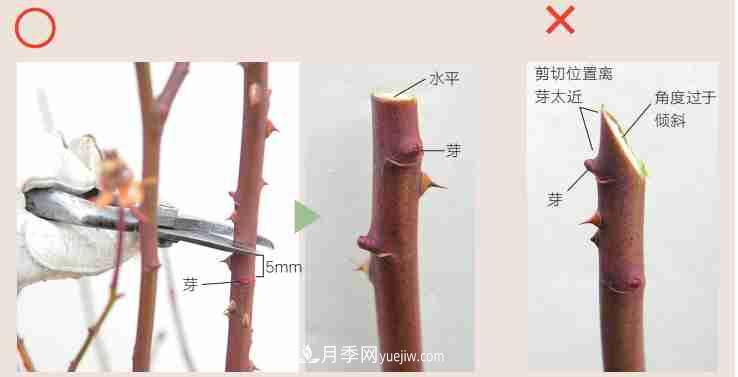 月季栽培養(yǎng)護(hù)指南，手把手教你冬季大花月季的修剪方法(圖3)