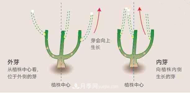 月季栽培養(yǎng)護(hù)指南，手把手教你冬季大花月季的修剪方法(圖2)