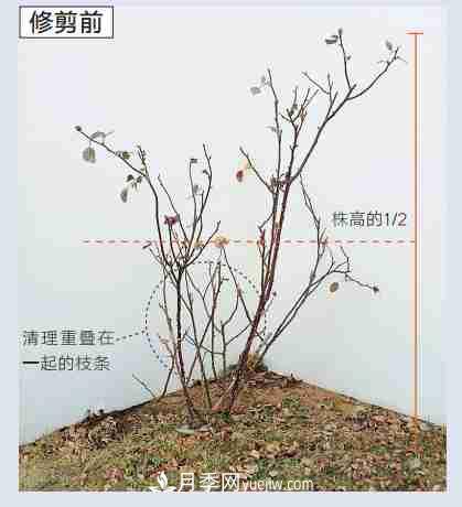 月季栽培養(yǎng)護(hù)指南，手把手教你冬季大花月季的修剪方法(圖4)