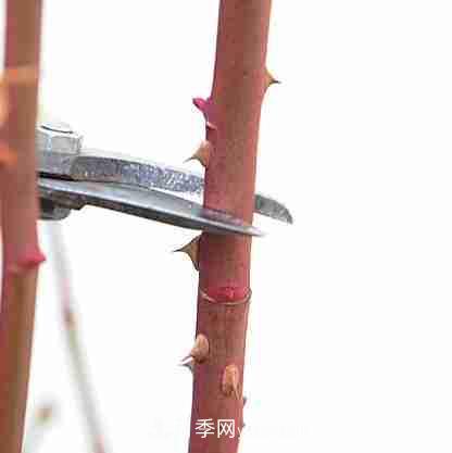 月季栽培養(yǎng)護(hù)指南，手把手教你冬季大花月季的修剪方法(圖7)