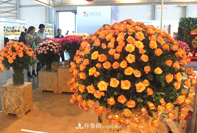 2020年云南“10大名花”千萬元獎(jiǎng)勵(lì)，多個(gè)月季種苗獲獎(jiǎng)(圖1)