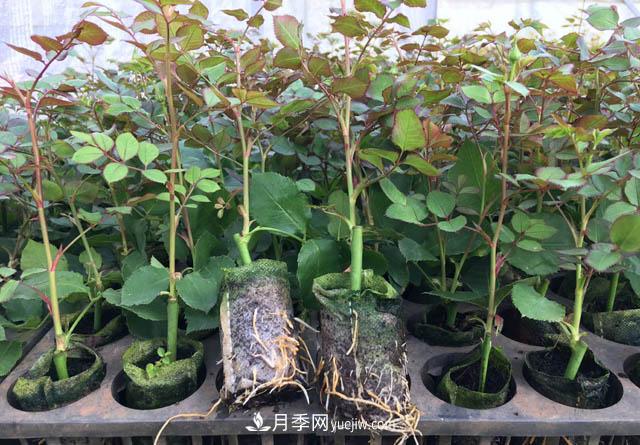 2020年云南“10大名花”千萬元獎(jiǎng)勵(lì)，多個(gè)月季種苗獲獎(jiǎng)(圖3)