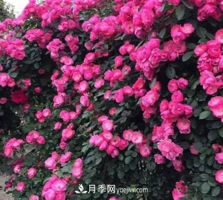 不用糾結(jié)藤本月季開花量少，你還沒試試這三個(gè)小型藤本月季(圖3)