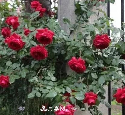 不用糾結(jié)藤本月季開花量少，你還沒試試這三個(gè)小型藤本月季(圖1)