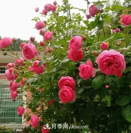 不用糾結(jié)藤本月季開花量少，你還沒試試這三個(gè)小型藤本月季(圖2)