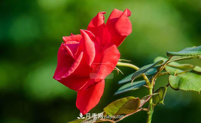 行行攝攝，發(fā)現(xiàn)月季花迷人的美艷，熟悉的花朵格外動(dòng)人(圖2)