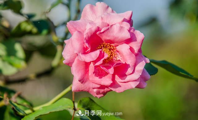 行行攝攝，發(fā)現(xiàn)月季花迷人的美艷，熟悉的花朵格外動(dòng)人(圖1)