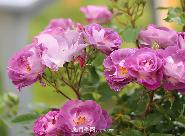 這款藍(lán)色系月季，花量超多，四季都開花，你想不到(圖1)