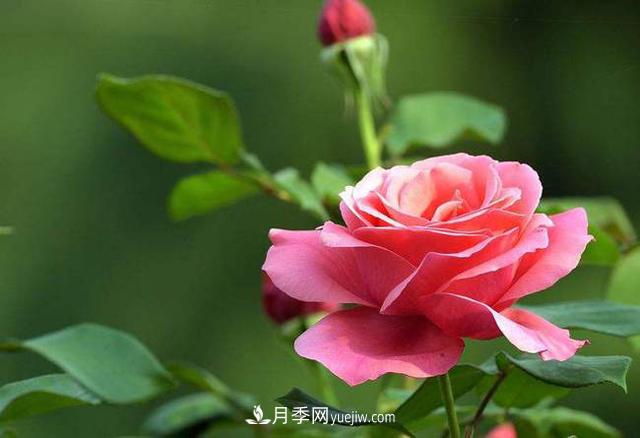 常見花草的耐寒能力，20個品種，建議保存(圖1)