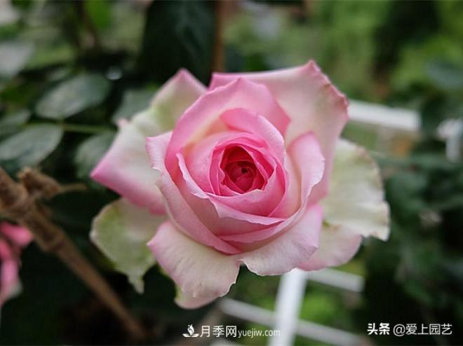 美貌與香味共存，抗病與長勢(shì)雙強(qiáng)，卻沒有火起來的月季(圖1)