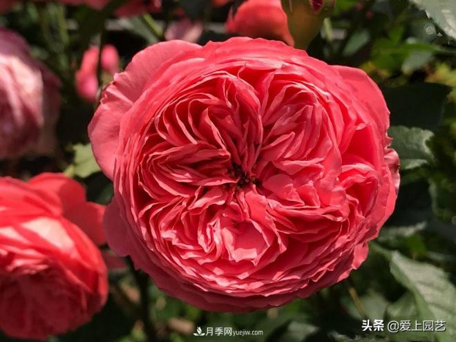 美貌與香味共存，抗病與長勢(shì)雙強(qiáng)，卻沒有火起來的月季(圖2)
