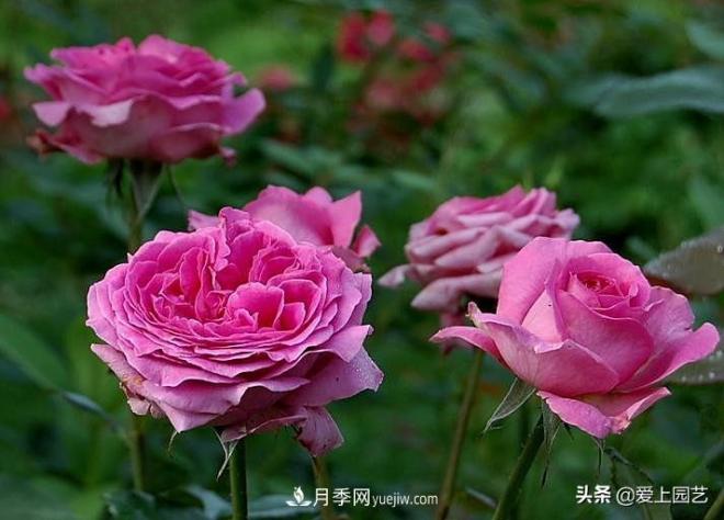 美貌與香味共存，抗病與長勢(shì)雙強(qiáng)，卻沒有火起來的月季(圖3)