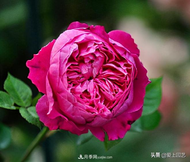 美貌與香味共存，抗病與長勢(shì)雙強(qiáng)，卻沒有火起來的月季(圖4)