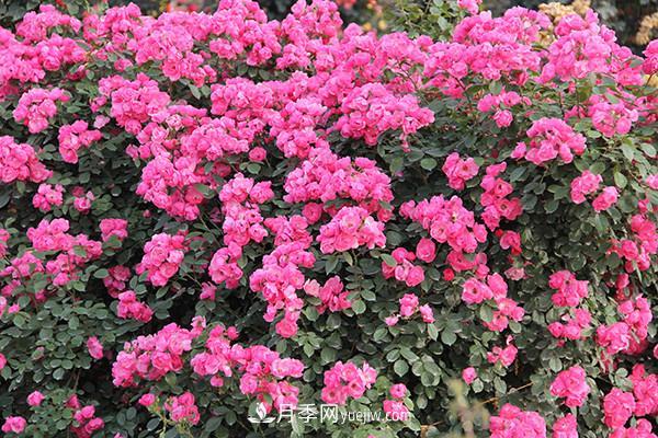 ***值得栽的10種藤本月季，每一種都很優(yōu)秀(圖2)