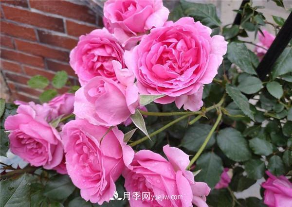 ***值得栽的10種藤本月季，每一種都很優(yōu)秀(圖1)