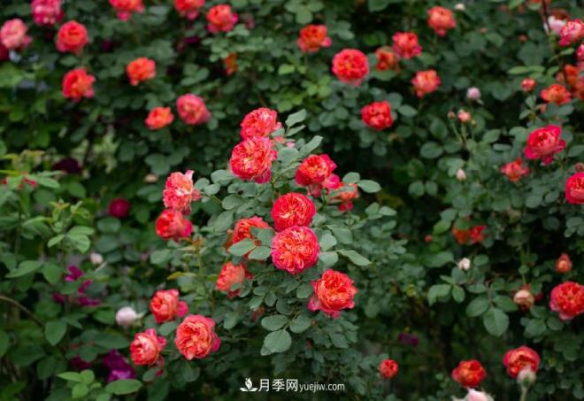 ***值得栽的10種藤本月季，每一種都很優(yōu)秀(圖8)